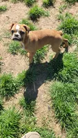 Josie, a female French Bulldog for sale in Minneapolis, MN – 3 of 4