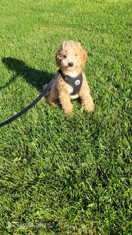 Taylor  – Miniature Goldendoodle puppy for sale in Minneapolis, MN