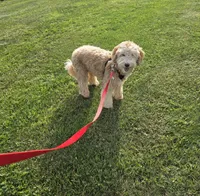 Benny , a male Miniature Goldendoodle for sale in Minneapolis, MN – 2 of 4