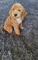 Duffy, a male Miniature Goldendoodle for sale in Minneapolis, MN – 4 of 4