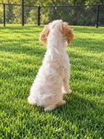 Zipp, a male Miniature Goldendoodle for sale in Minneapolis, MN – 2 of 3