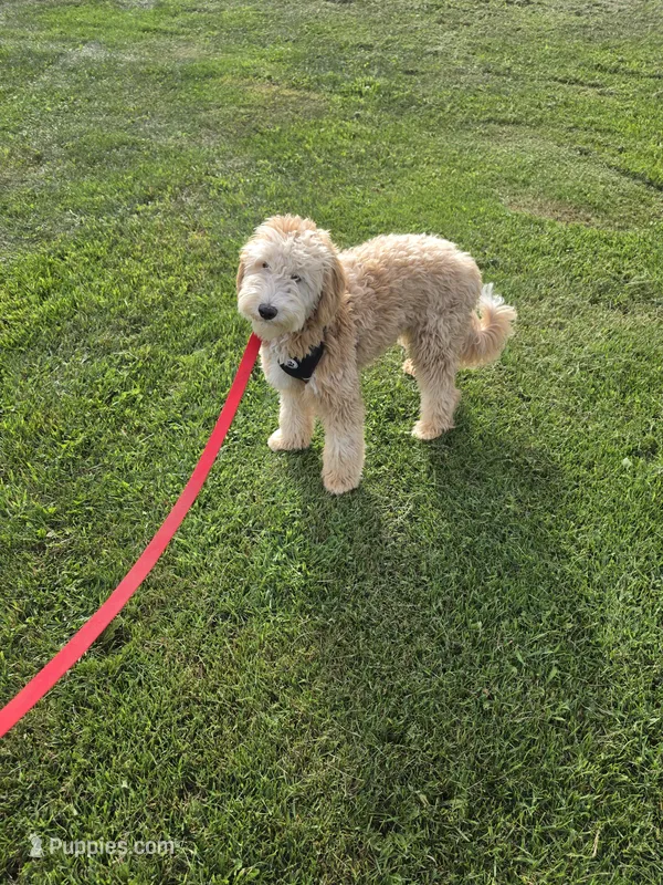 Benny  – Miniature Goldendoodle puppy for sale in Minneapolis, MN