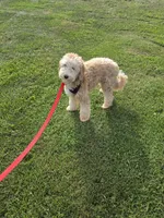 Benny , a male Miniature Goldendoodle for sale in Minneapolis, MN – 3 of 4