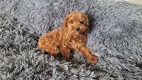 Timmy, a male Cavapoo for sale in Minneapolis, MN – 4 of 4