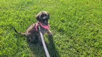 Jade, a female Miniature Goldendoodle for sale in Minneapolis, MN – 3 of 4