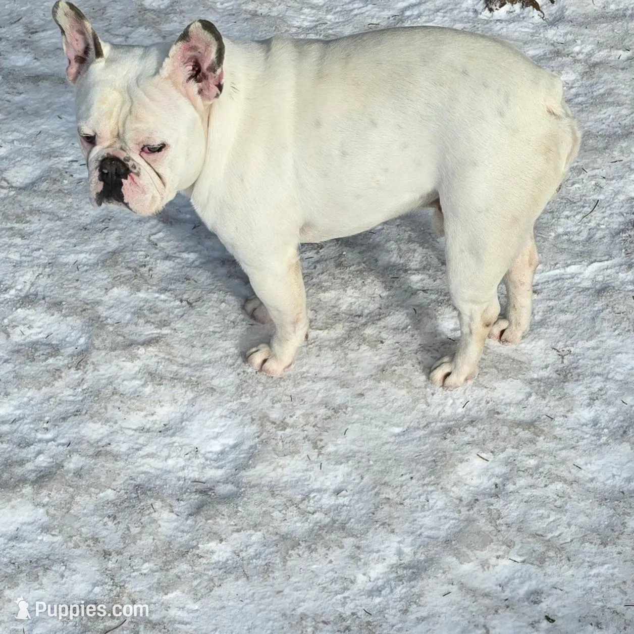Oliver  – French Bulldog puppy for sale in Minneapolis, MN