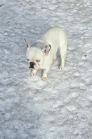 Oliver , a male French Bulldog for sale in Minneapolis, MN – Photo 2 of 5