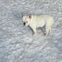 Oliver , a male French Bulldog for sale in Minneapolis, MN – Photo 3 of 5