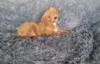 Tilly, a female Cavapoo for sale in Minneapolis, MN – 4 of 4