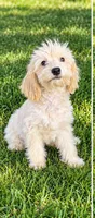 Macy, a female Miniature Goldendoodle for sale in Minneapolis, MN – 3 of 3