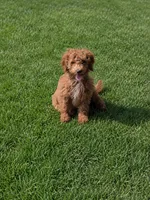 Lilly , a female Miniature Goldendoodle for sale in Minneapolis, MN – 2 of 2