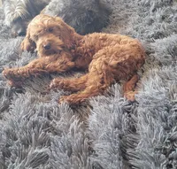 Finn, a male Cavapoo for sale in Minneapolis, MN – Photo 3 of 3