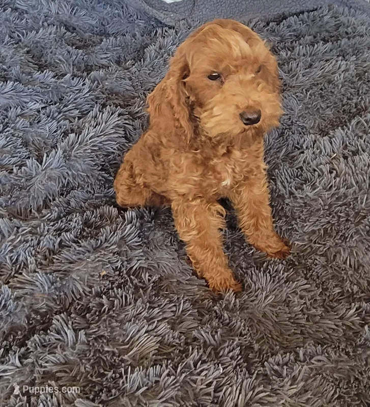 Finn – Cavapoo puppy for sale in Minneapolis, MN