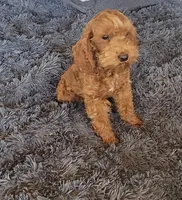 Finn, a male Cavapoo for sale in Minneapolis, MN – Photo 1 of 3