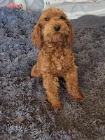 Finn, a male Cavapoo for sale in Minneapolis, MN – Photo 2 of 3