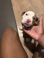 Blu, a female American Pit Bull Terrier for sale in Chicago, IL – Photo 2 of 4