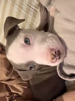 Blu, a female American Pit Bull Terrier for sale in Chicago, IL – Photo 1 of 4