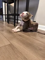 Blu, a female American Pit Bull Terrier for sale in Chicago, IL – Photo 3 of 4