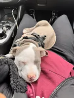 Blu, a female American Pit Bull Terrier for sale in Chicago, IL – Photo 4 of 4