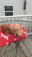 Red collar, a female Golden Retriever for sale in Centerview, MO – Photo 2 of 3