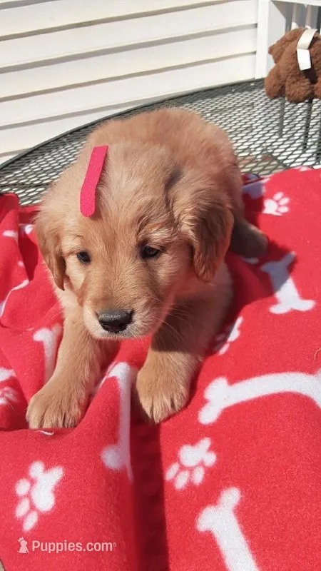 Red collar – Golden Retriever puppy for sale in Centerview, MO
