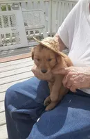 Brown collar, a male Golden Retriever for sale in Centerview, MO – Photo 3 of 3