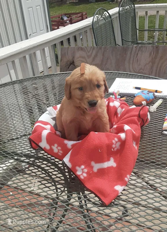 Brown collar, a male Golden Retriever for sale in Centerview, MO – Photo 1 of 3