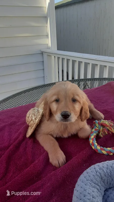 Brown collar – Golden Retriever puppy for sale in Centerview, MO