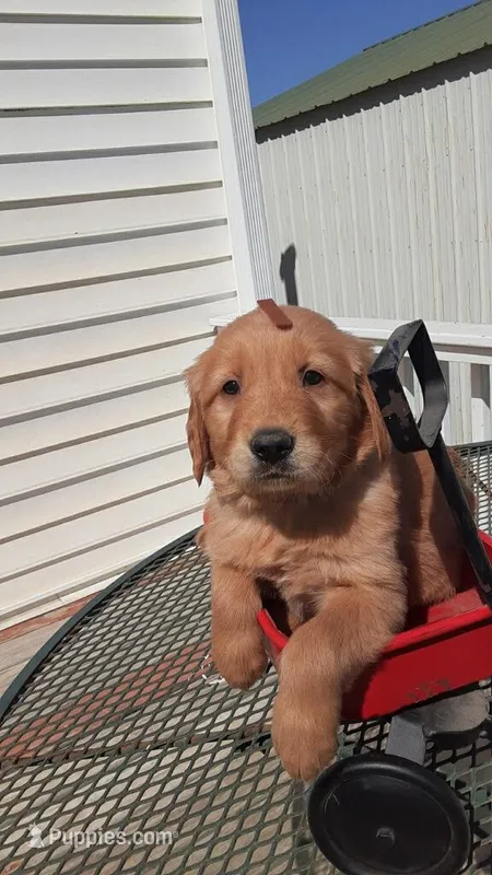 Brown collar – Golden Retriever puppy for sale in Centerview, MO