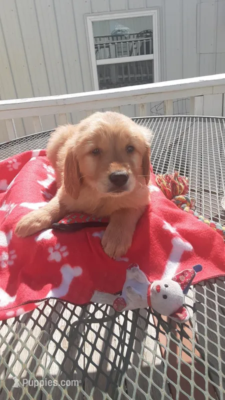 Brown collar – Golden Retriever puppy on hold in Centerview, MO