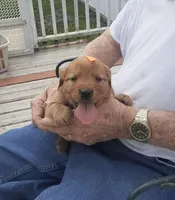 Orange collar, a female Golden Retriever for sale in Centerview, MO – Photo 2 of 3