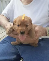 Orange collar, a female Golden Retriever for sale in Centerview, MO – Photo 3 of 3