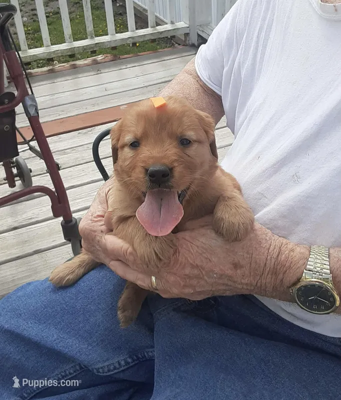 Orange collar – Golden Retriever puppy for sale in Centerview, MO