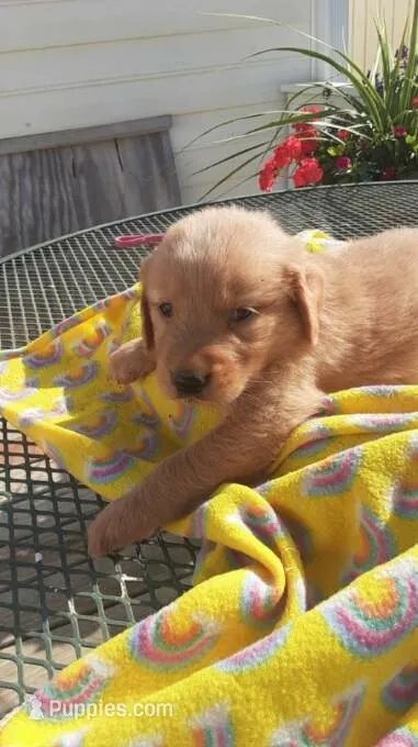 Yellow green collar – Golden Retriever puppy for sale in Centerview, MO