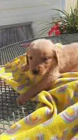 Yellow green collar, a female Golden Retriever for sale in Centerview, MO – 1 of 3