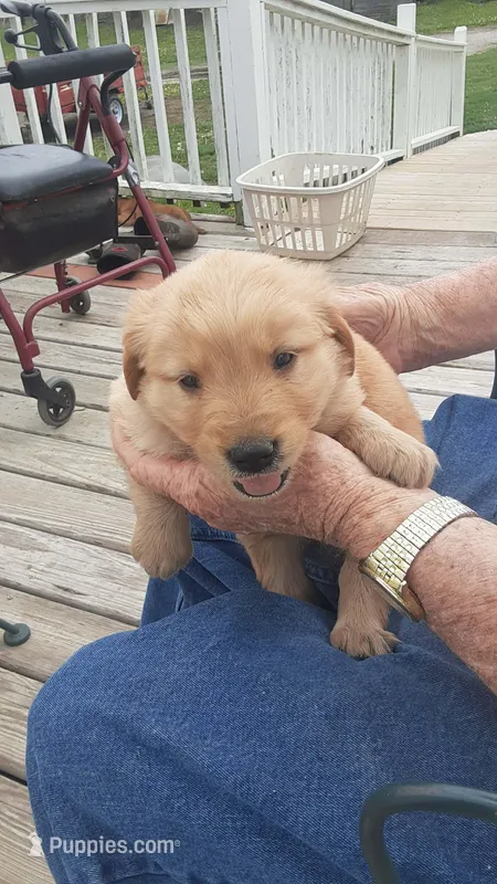 Purple collar – Golden Retriever puppy for sale in Centerview, MO