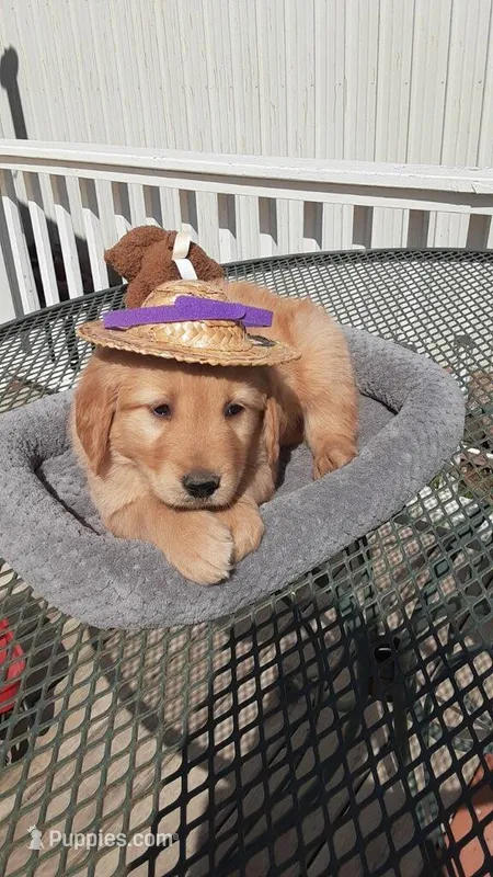 Purple collar – Golden Retriever puppy for sale in Centerview, MO