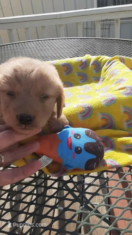 Blue collar – Golden Retriever puppy for sale in Centerview, MO
