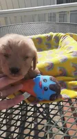 Blue collar, a male Golden Retriever for sale in Centerview, MO – 1 of 4