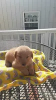 Yellow collar, a female Golden Retriever for sale in Centerview, MO – 1 of 3