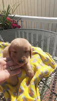 Yellow collar, a female Golden Retriever for sale in Centerview, MO – 2 of 3