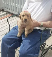 Pink collar, a female Golden Retriever for sale in Centerview, MO – Photo 2 of 3