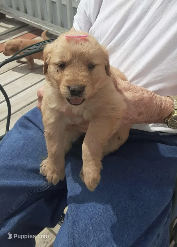 Pink collar – Golden Retriever puppy for sale in Centerview, MO