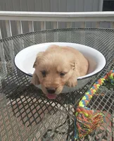 Pink collar, a female Golden Retriever for sale in Centerview, MO – Photo 3 of 3