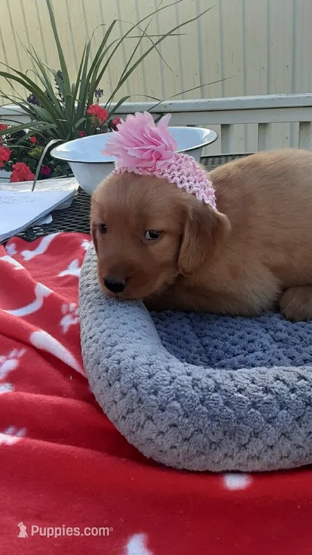 Pink collar – Golden Retriever puppy for sale in Centerview, MO
