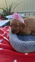 Pink collar, a female Golden Retriever for sale in Centerview, MO – 1 of 3