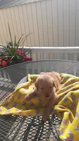 Yellow collar, a female Golden Retriever for sale in Centerview, MO – 3 of 3