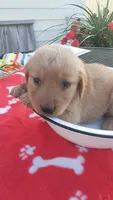 Blue collar, a male Golden Retriever for sale in Centerview, MO – 3 of 4
