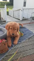 Yellow collar , a female Golden Retriever for sale in Centerview, MO – 3 of 4