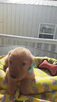 Turquoise collar, a female Golden Retriever for sale in Centerview, MO – 2 of 3